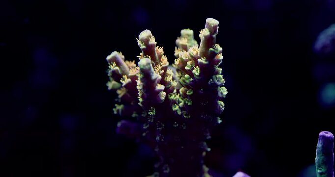 Extreme Macro Closeup of Orange Passion Acropora Tenius with orange polyps and blue zooxanthellae
