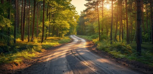 Fototapeta premium Serene sunlit forest pathway with lush green foliage and soft golden light.