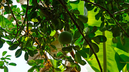 sour mango tree on zanzibar