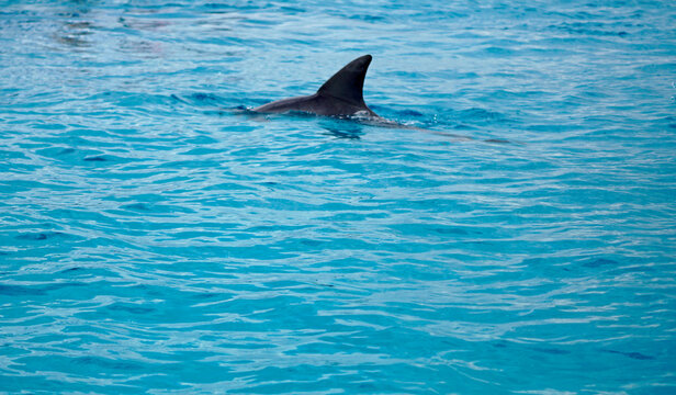 dolphin at mnemba island near zanzibar
