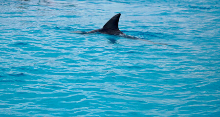 dolphin at mnemba island near zanzibar