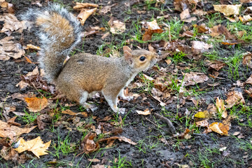 Fototapeta premium squirrel in the park