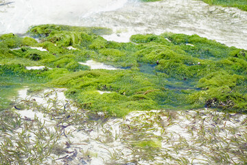 sea weed plantation in the indian ocean