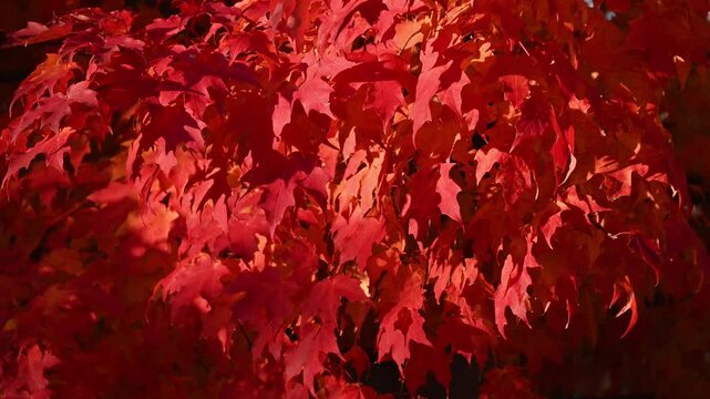 Maple tree showing red color foliage in Autumn during morning time with light wind. 