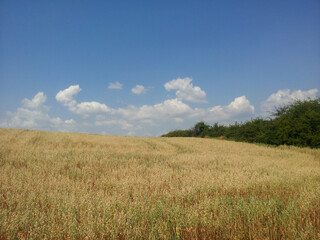 grass and sky