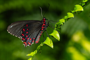 Pink-Spotted Cattleheart Butterfly on a leaf