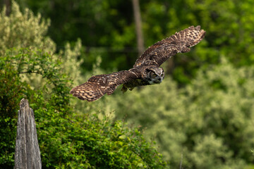 Great Horned Owl