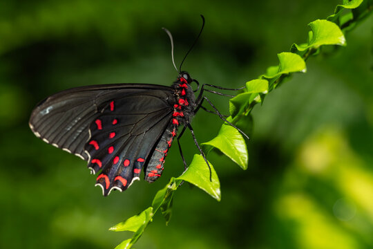 Pink-Spotted Cattleheart Butterfly on a leaf