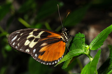 Fototapeta premium Tiger Longwing Butterfly
