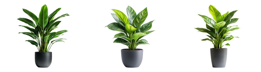 3D green houseplants in pots in plasticine style isolated on transparent PNG perfect for plant-themed illustrations or home decor-related designs
