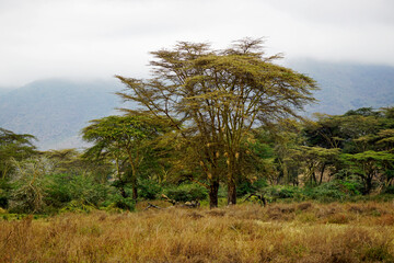 Obraz premium scenic landscape in the serengeti