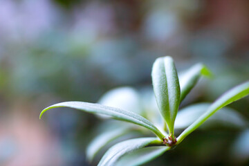 A closeup view of a beautiful plant with a blurred background