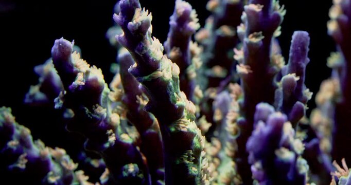 Extreme Macro Closeup of Orange Passion Acropora Tenius with orange polyps and blue zooxanthellae