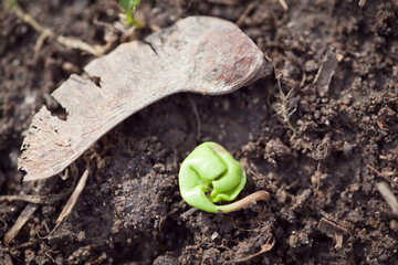 tiny maple sprout in damp soil in early spring, close up botanic image