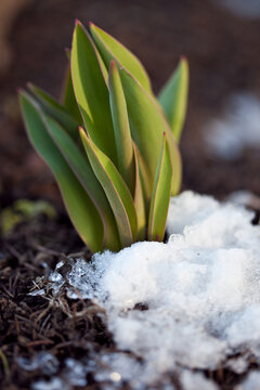 first spring plants appearing from the melting snow in warm spring sunshine