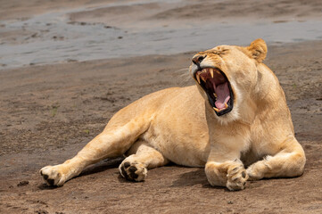 beautiful lioness lying on the riverbank and yawning with her mouth wide open in tanzania