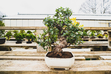 Beautiful bonsai tree in the garden