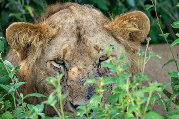 portrait of a lion looking at me from the grass of the serengeti