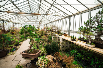 Bonsai greenhouse center