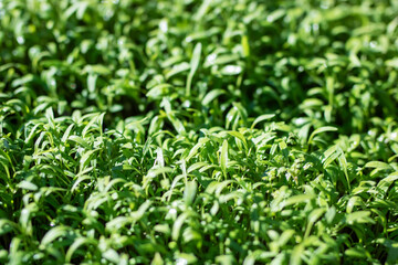 A vibrant field of green plants flourishing in warm sunlight