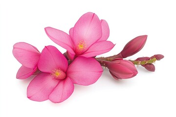 Obraz premium Magenta Flowers of Thanksgiving/Christmas Cactus on White Background