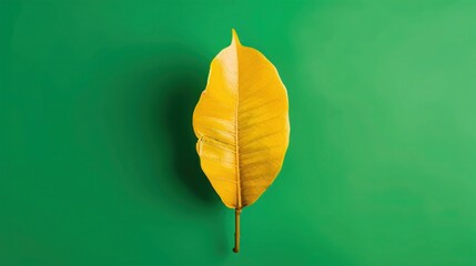 Wilted Yellow Leaf on Ficus Elastica Assam Rubber Tree - Houseplant Life Cycle