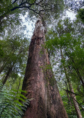 Fototapeta premium Tall Swamp Gum Eucalyptus Tree At The Great Otway National Park In Australia