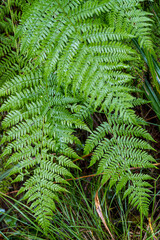 fern detail - into the green