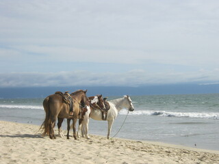 Horses on the beach