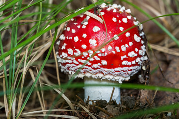 red mushroom - fly agaric 