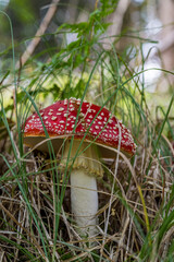 red mushroom - fly agaric 