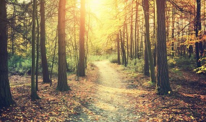 Obraz premium The idea of a natural path through a fall forest, Generative AI.