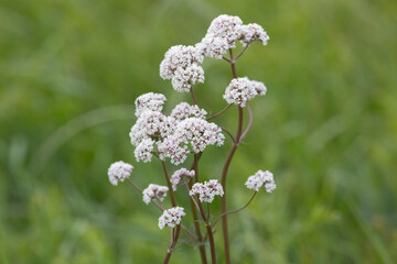 Blooming valerian close-up on a green background