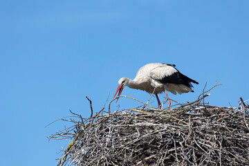 Fototapeta premium White stork on a nest against a blue sky