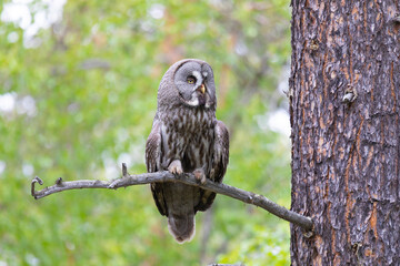 Great gray owl sitting on a tree branch close up