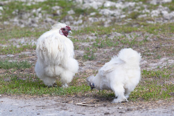 White hens looking for food in the grass