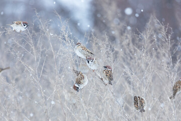 A sparrows sits on a tree branch on winter day