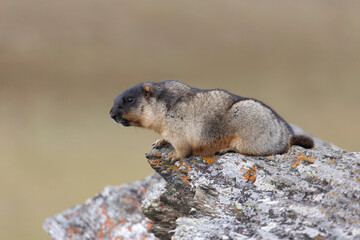 Marmota camtschatica or Black-capped marmot sits on a rock. Russia