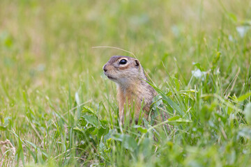 Speckled ground squirrel animal stands on its hind legs