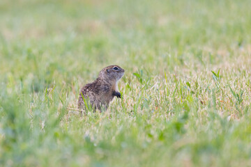 Speckled ground squirrel animal stands on its hind legs