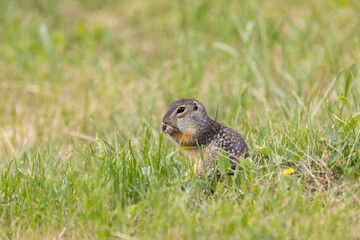Obraz premium Speckled ground squirrel animal stands on its hind legs