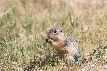 Obraz premium Speckled ground squirrel animal stands on its hind legs