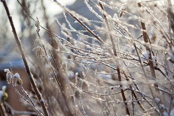 bare tree branches covered with frost and snow, close up, blurred background, cold but good mood