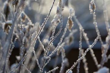 bare tree branches covered with frost and snow, close up, blurred background, cold but good mood