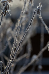 bare tree branches covered with frost and snow, close up, blurred background, cold but good mood