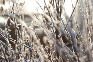 bare tree branches covered with frost and snow, close up, blurred background, cold but good mood