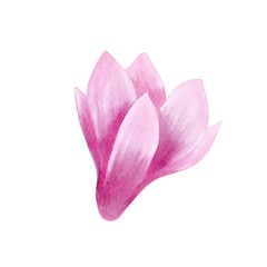 Fototapeta premium Pink magnolia flower watercolor Isolated illustration. Hand drawn realistic flower for floral design and print