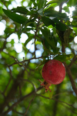 pomegranate on tree