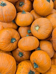 Bright orange pumpkins stacked together at a harvest market during autumn season