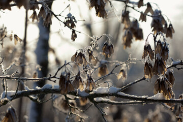 bare maple tree branches covered with sparkling frost and icicles on sunny winter day